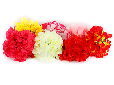 無葉拉花（50朵）